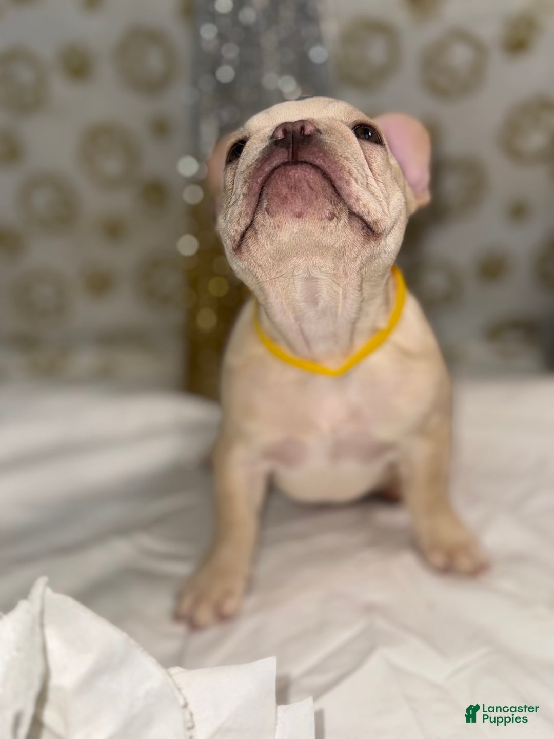 French Bulldog dogs for sale: Storm  - Ad 4
