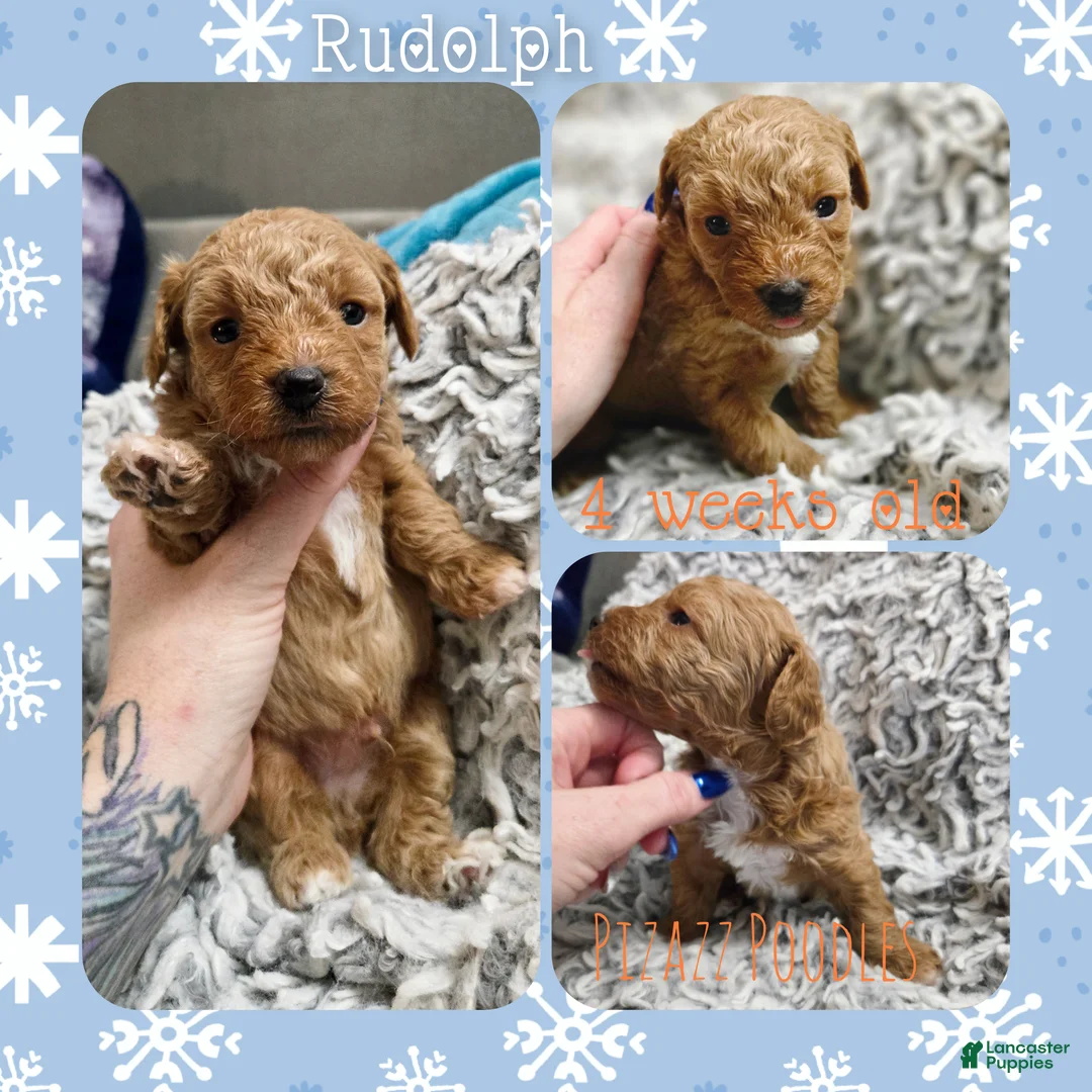 Miniature Poodle dogs for sale: Rudolph  - Ad 5