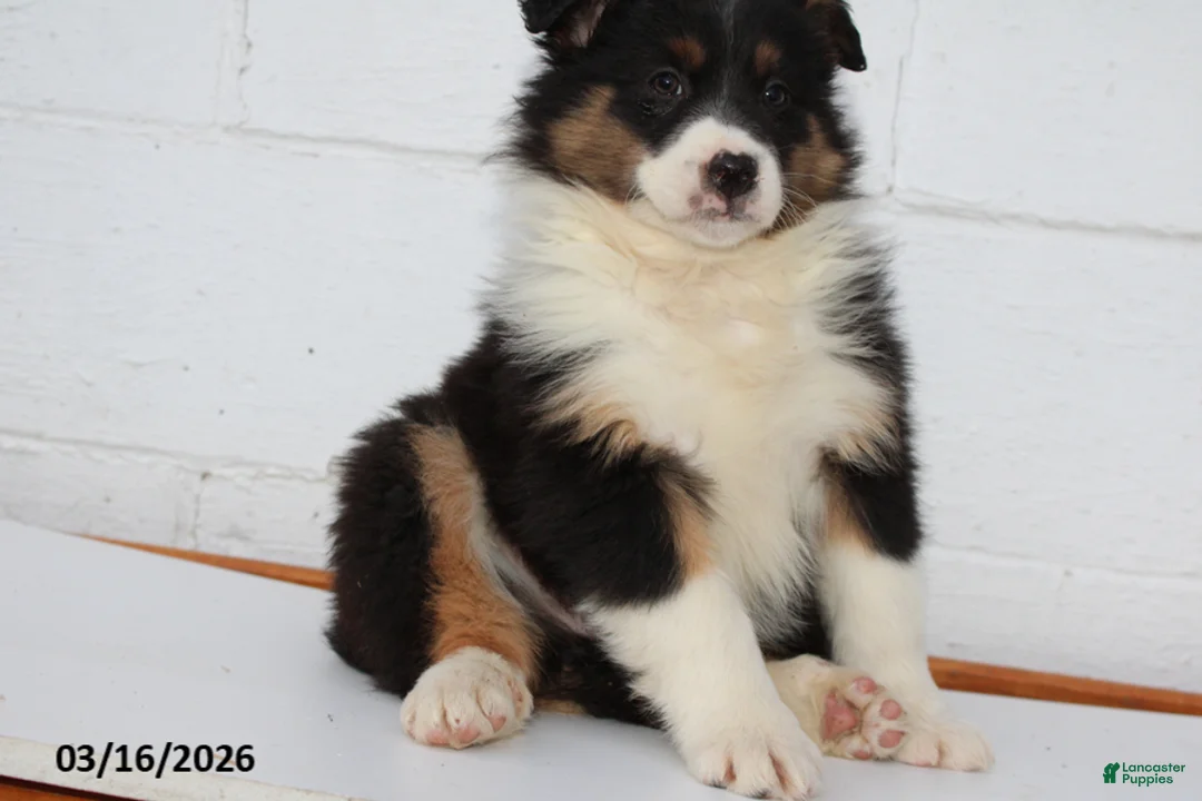 Australian Shepherd dogs for sale: Rambo - Ad 3