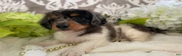 Miniature Dachshund dogs for sale: Mia - Ad 6