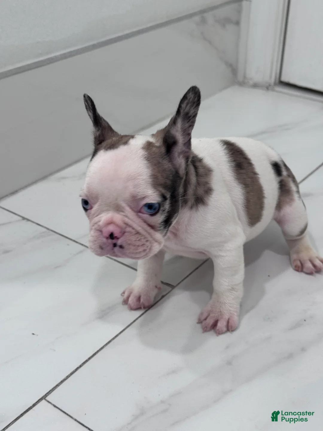 French Bulldog dogs for sale: French Bulldog Puppy 1 - Ad 3