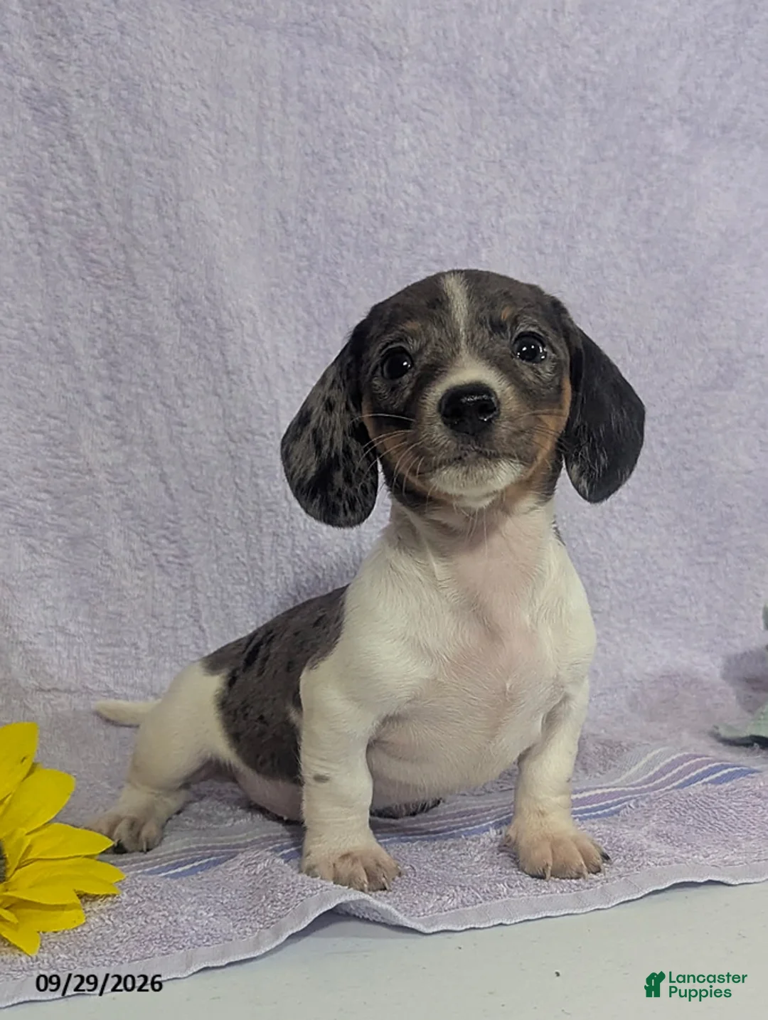Dachshund dogs for sale: Lena White - Ad 6