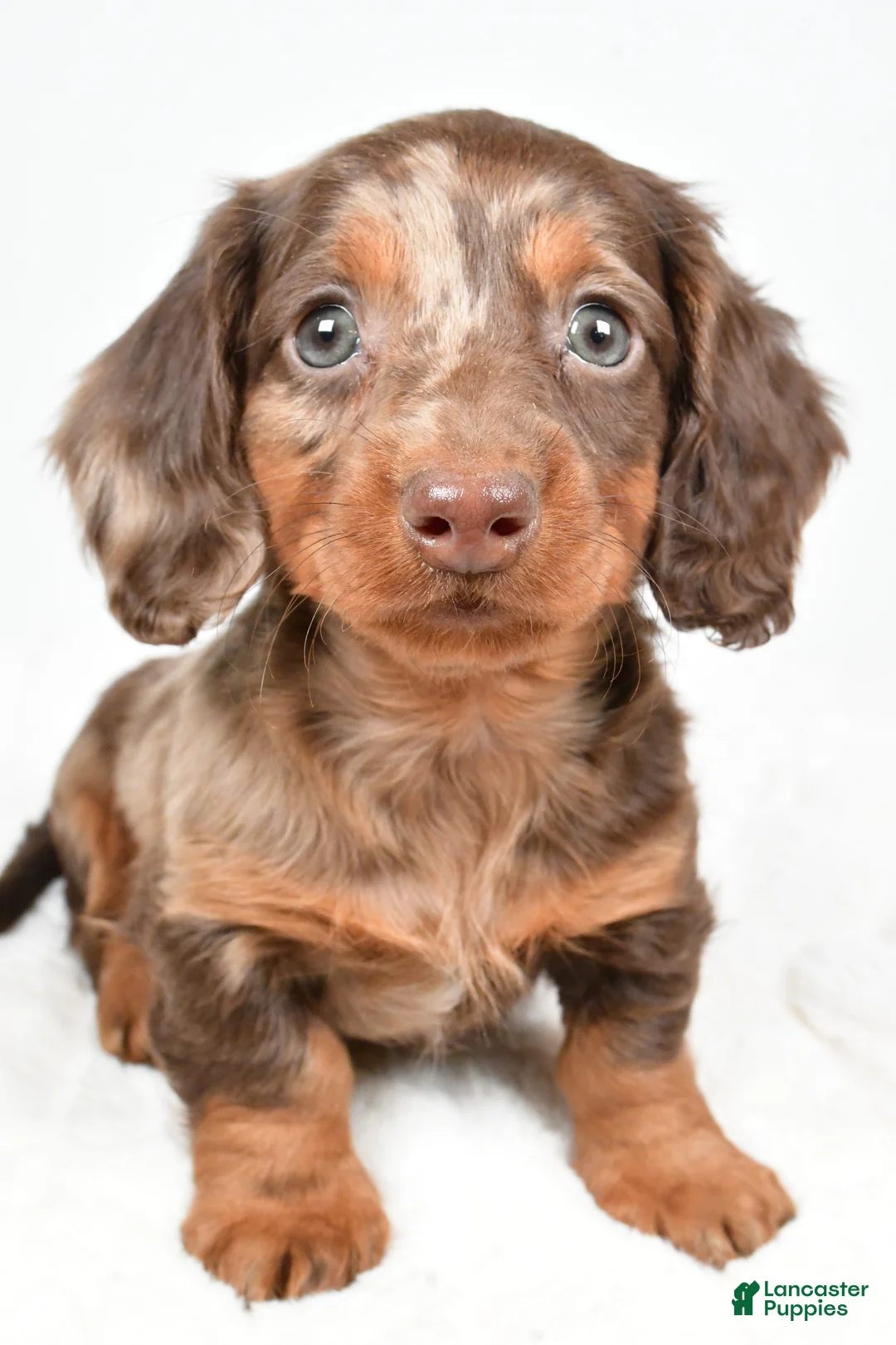 Dachshund dogs for sale: Teddy - Ad 2
