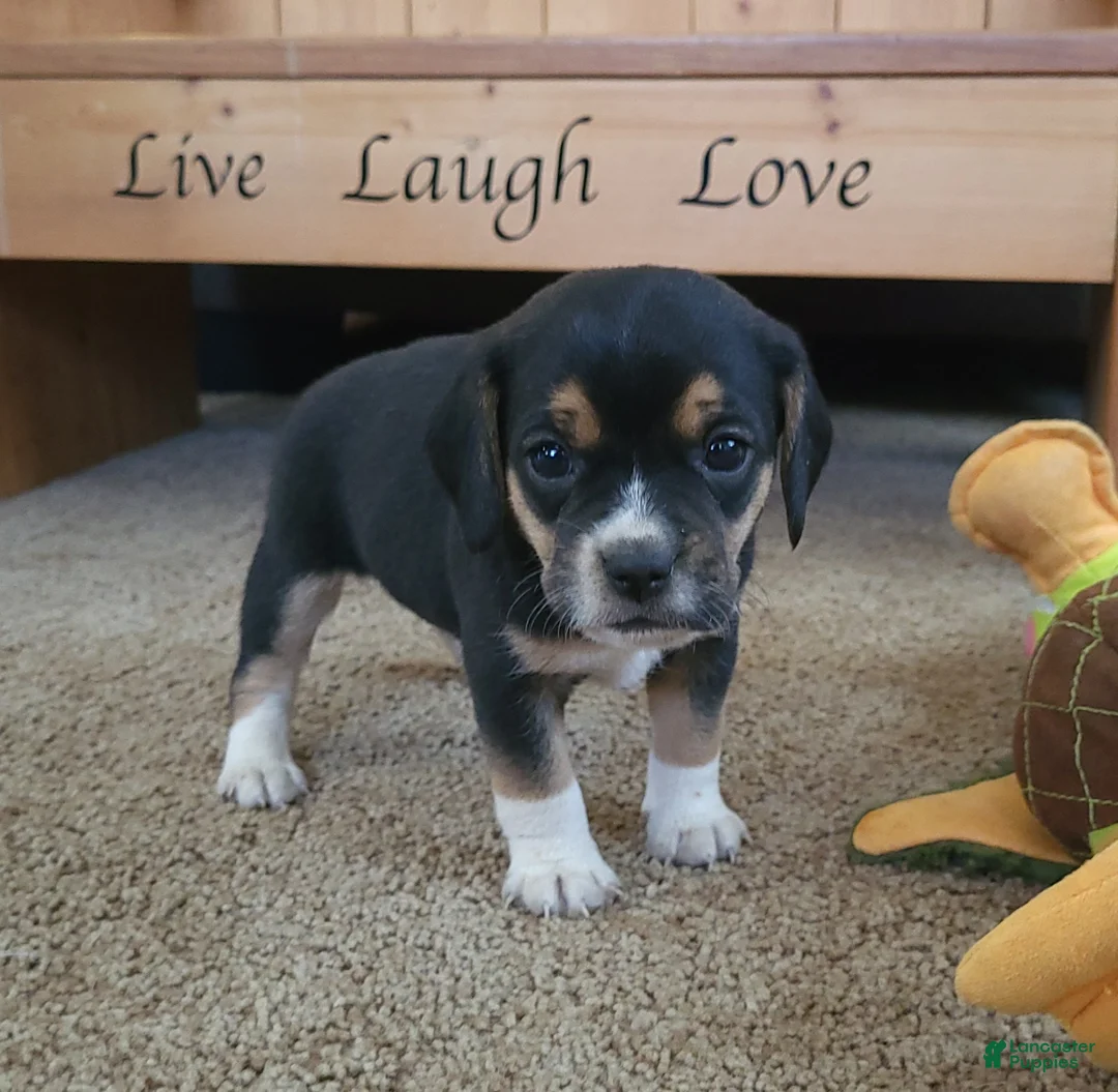 Puggle dogs for sale: Daisy  - Ad 3