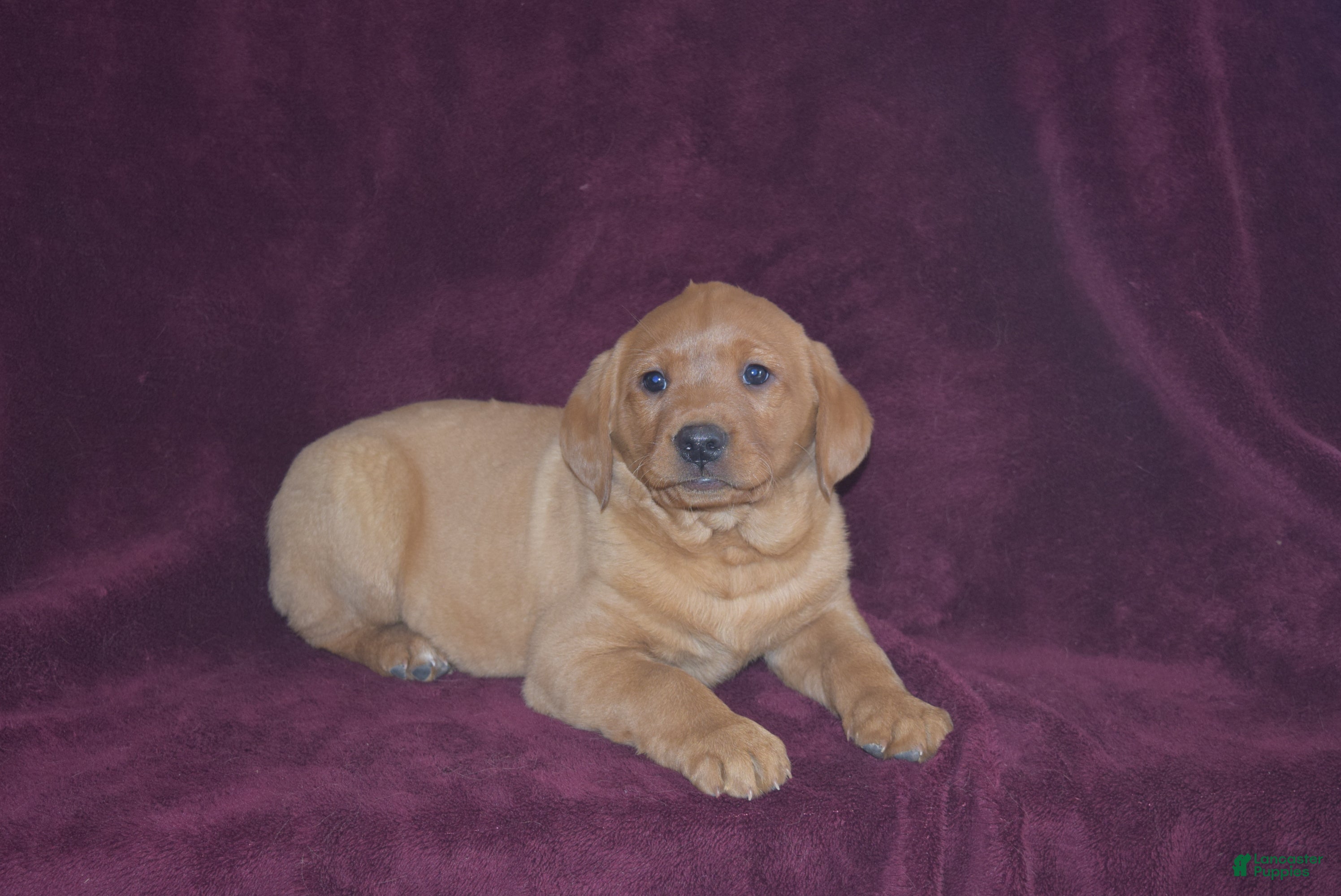 Labrador Retriever dogs Labrador Retriever Puppy 2 - Ad 32