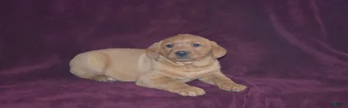 Labrador Retriever Puppy 2