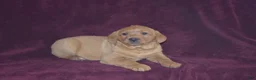 Labrador Retriever dogs for sale: Labrador Retriever Puppy 2 - Ad 1