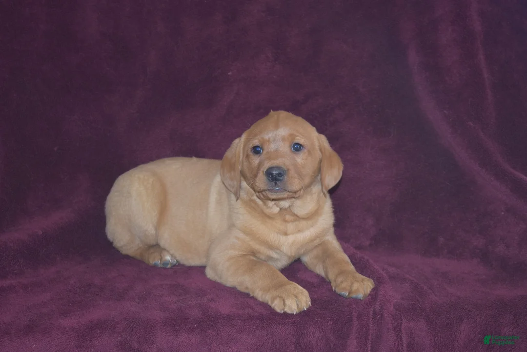 Labrador Retriever dogs for sale: Labrador Retriever Puppy 2 - Ad 1