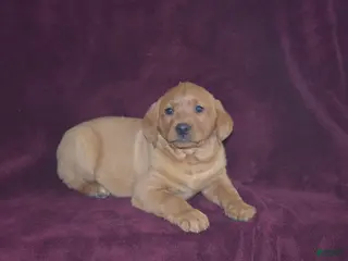 Labrador Retriever dogs Labrador Retriever Puppy 2 - Ad 32
