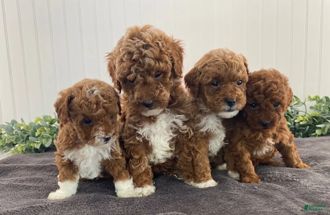 Toy Poodle dogs for sale: Honey - Ad 5
