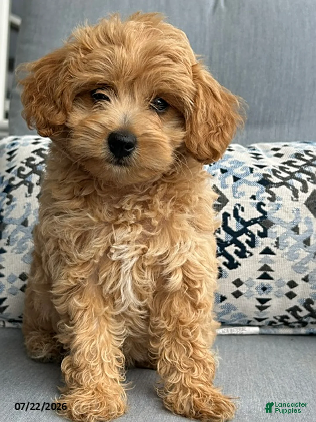 Mixed Breed dogs for sale: Sweetie - Ad 1