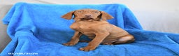 Vizsla dogs for sale: Russel - Ad 3