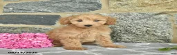 Maltipoo dogs for sale: Elmo  - Ad 4