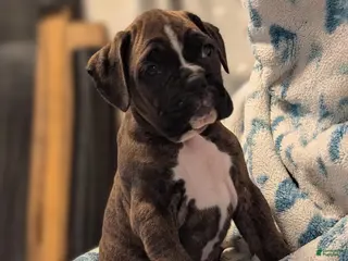 Boxer dogs for sale: Mustang - Ad 1