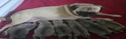 Pug dogs for sale: Pug Male 1 - Ad 5