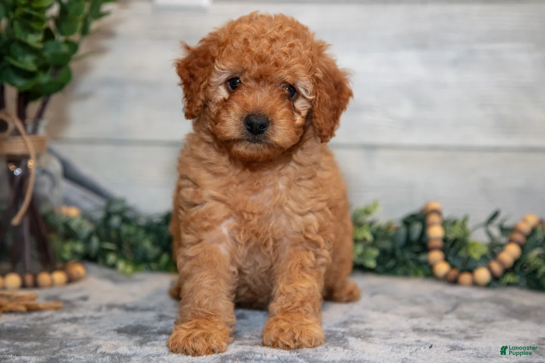 Mini Goldendoodle dogs for sale: Stuart - Ad 1