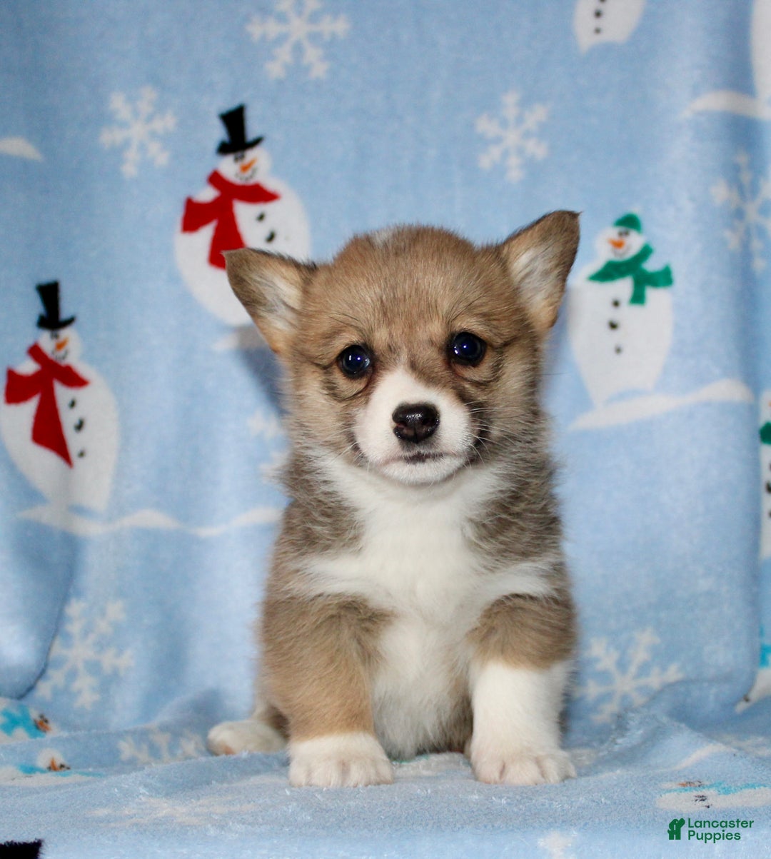 Welsh Corgi Pembroke dogs for sale: Macy - Ad 1