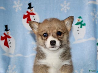 Welsh Corgi Pembroke dogs Macy - Ad 40