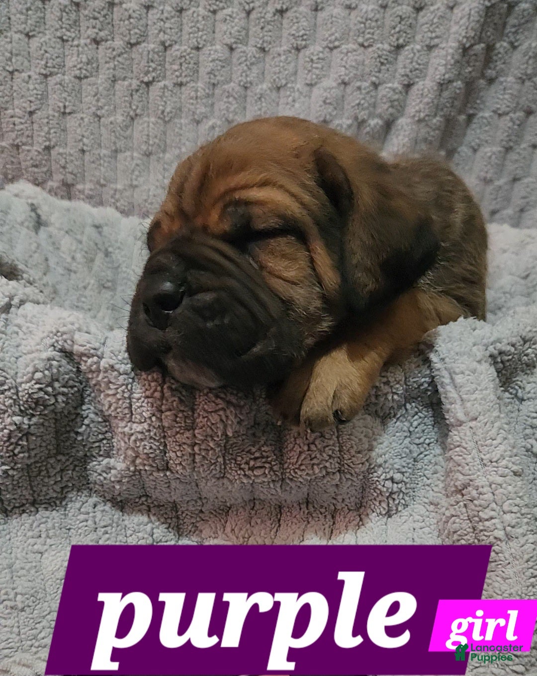 Cane Corso dogs for sale: Cane Corso Puppy 10 Rizo - Ad 1