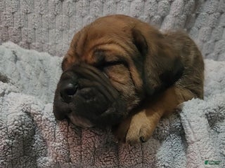 Cane Corso dogs Cane Corso Puppy 10 Rizo - Ad 27