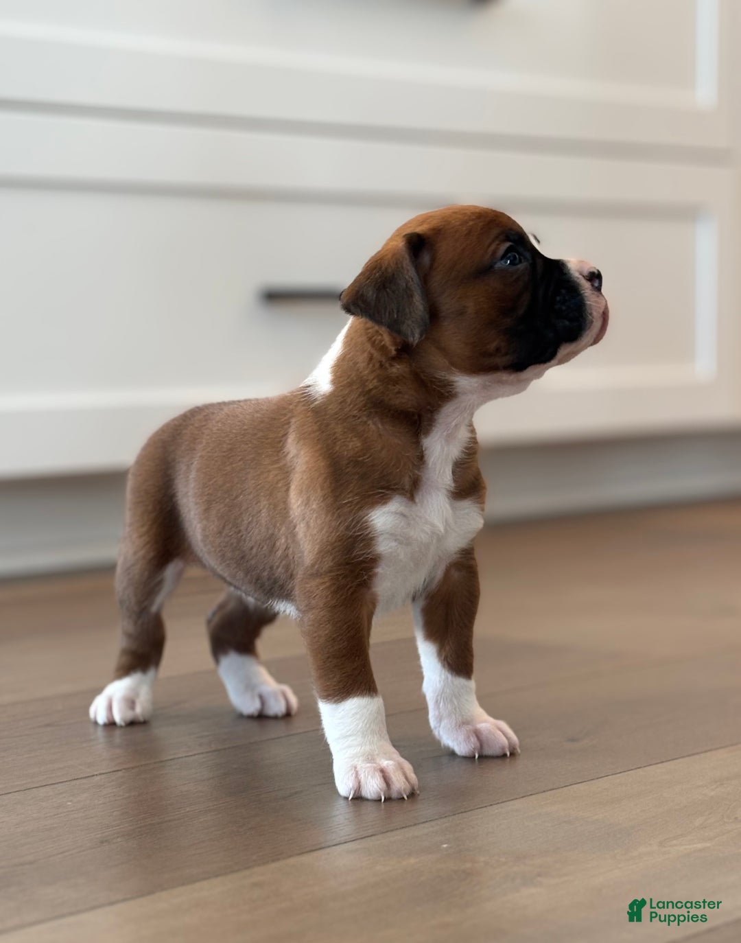 Boxer dogs for sale: Poppi - Ad 2