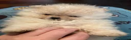 Pomeranian dogs for sale: Pomeranian Puppy 4 - Ad 9