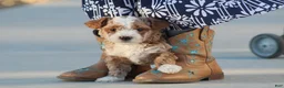 Bichpoo dogs for sale: Ryder - Ad 6