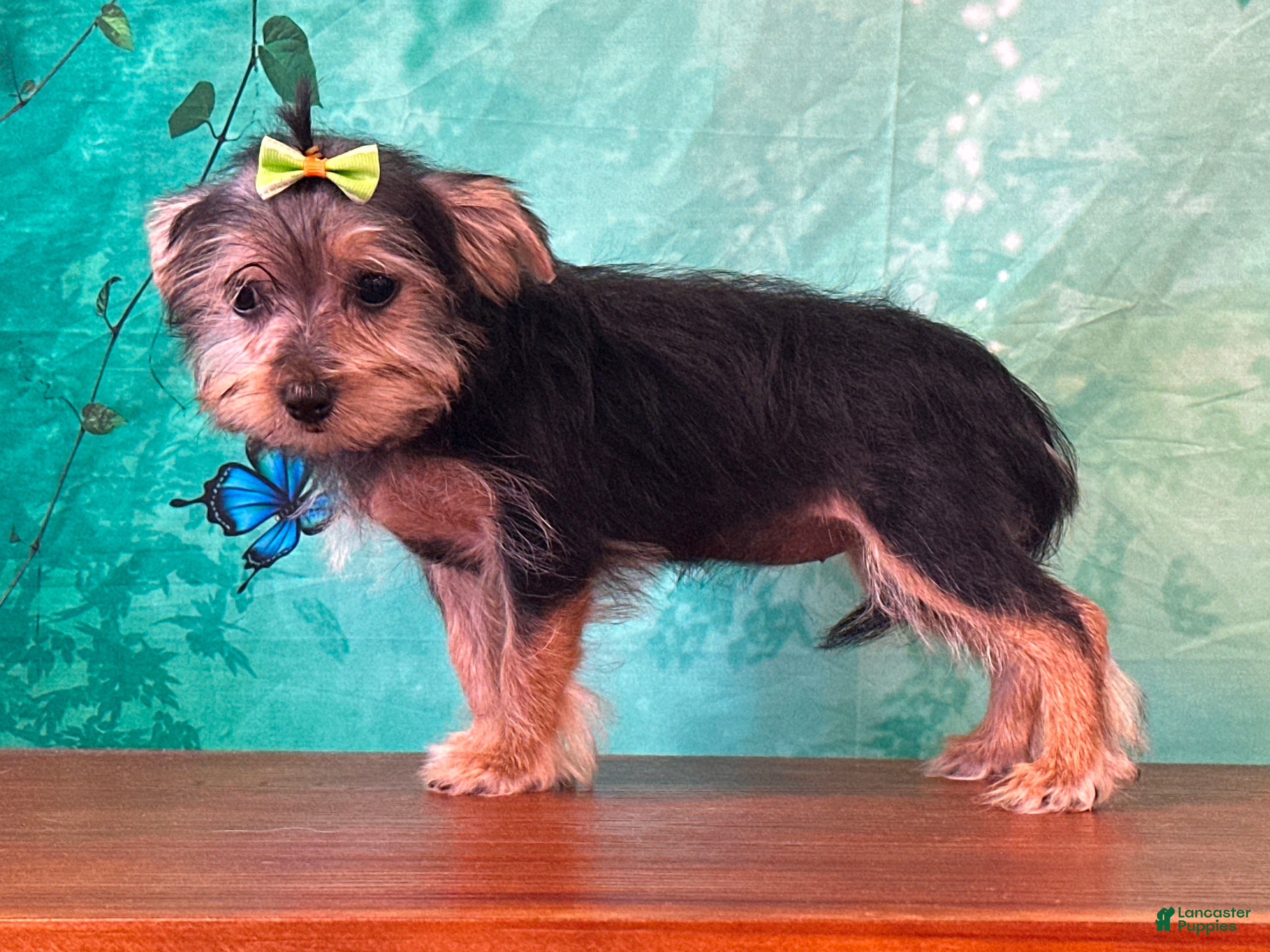 Morkie dogs Mandie - Ad 1