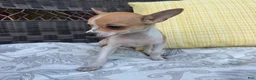 Chihuahua dogs for sale: 1 Kelly - Ad 3