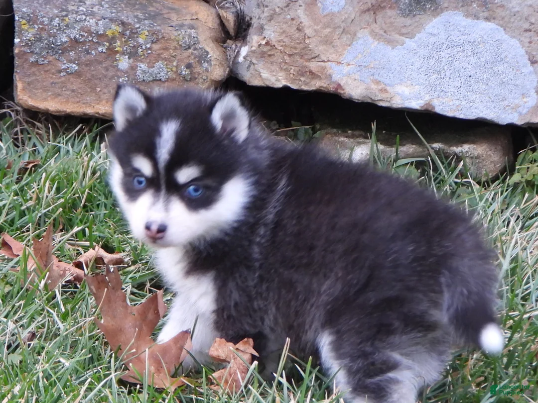 Pomsky dogs for sale: Melisa - Ad 2