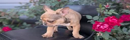 French Bulldog dogs for sale: Xander - Ad 5