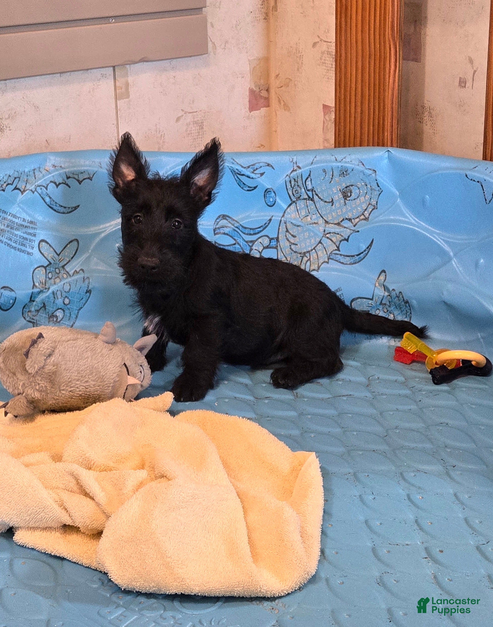 Scottish Terrier dogs for sale: Orpha - Ad 1