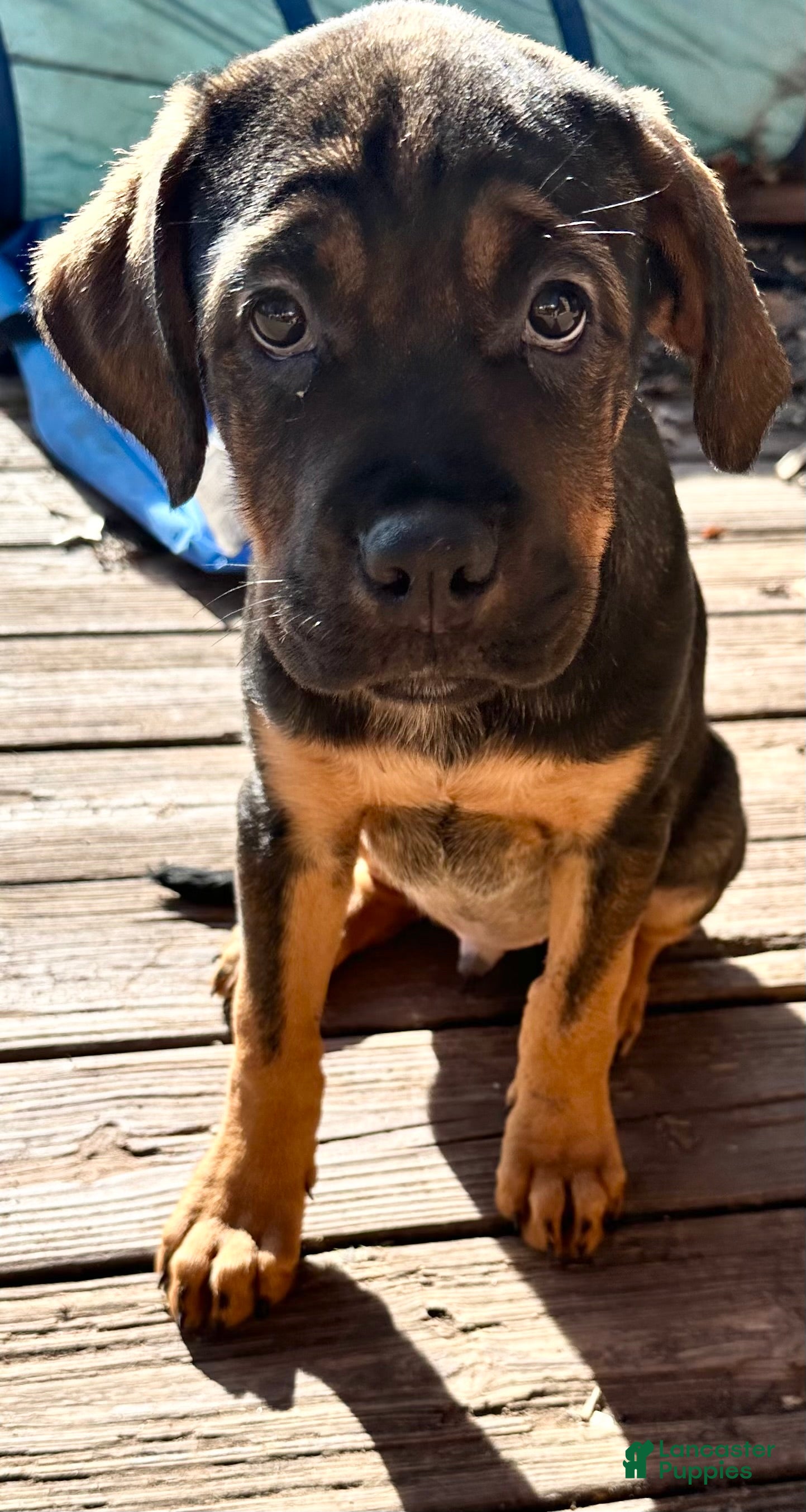 Mixed Breed dogs Cane Corso-Rottweiler - Ad 3