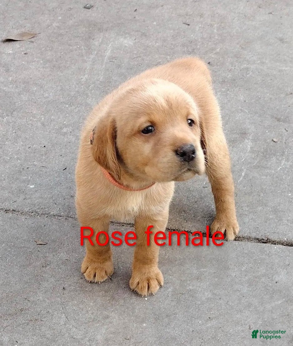 Labrador Retriever dogs Labrador Retriever Puppy 7 - Ad 8