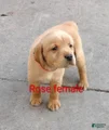 Labrador Retriever Puppy 7