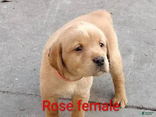 Labrador Retriever dogs Labrador Retriever Puppy 7 - Ad 8