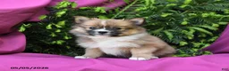 Pomeranian dogs for sale: Trixie - Ad 4