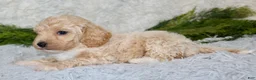 Bichpoo dogs for sale: Bichpoo 2 - Ad 4
