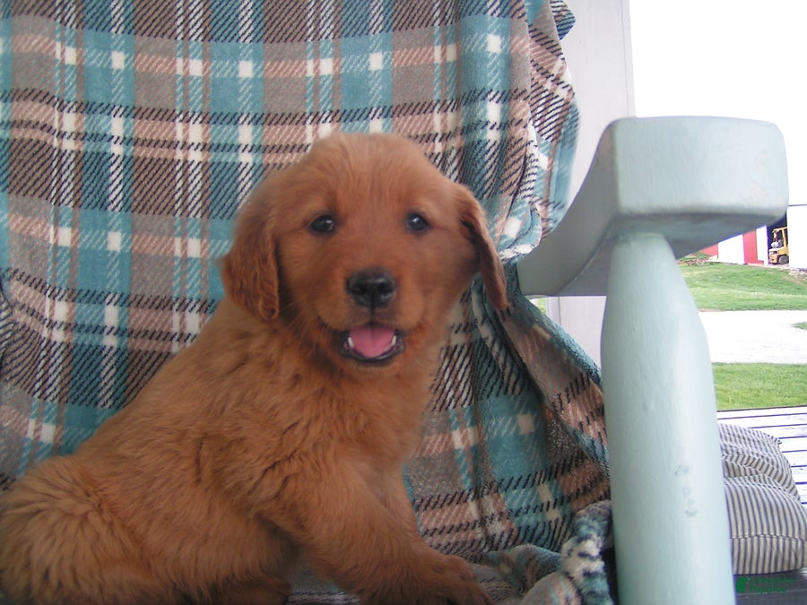 Golden Retriever dogs Landon - Ad 1