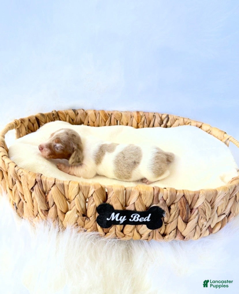 Miniature Dachshund dogs for sale: AKC Woody - Ad 4