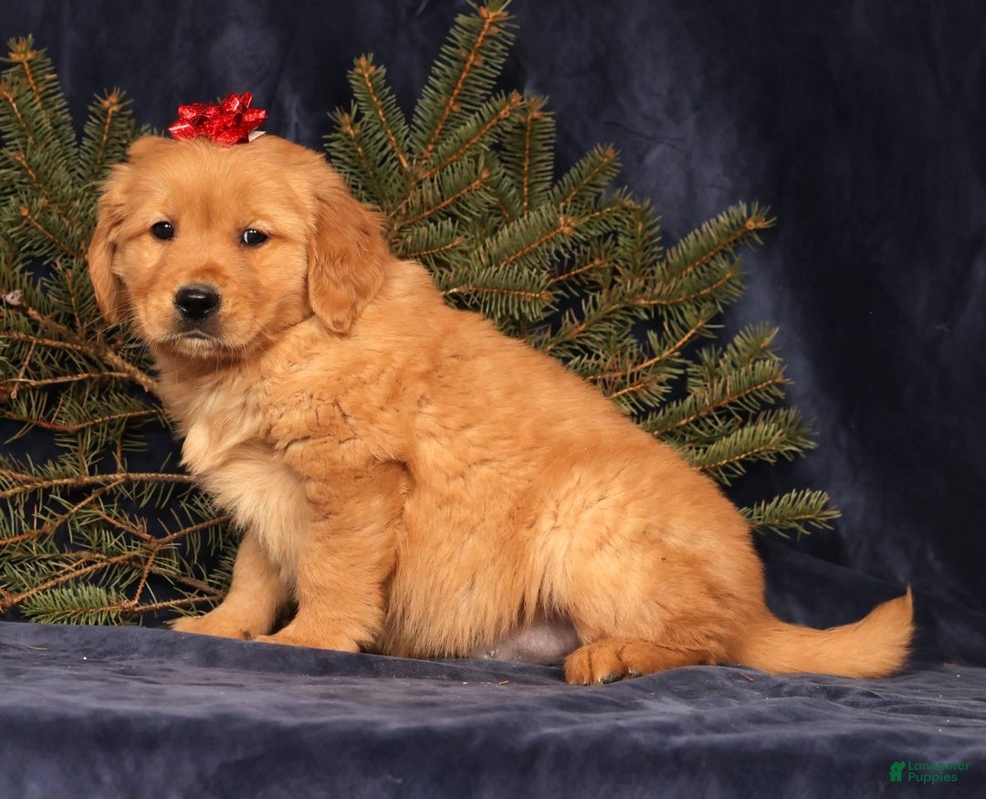 Golden Retriever dogs for sale: Denver - Ad 2