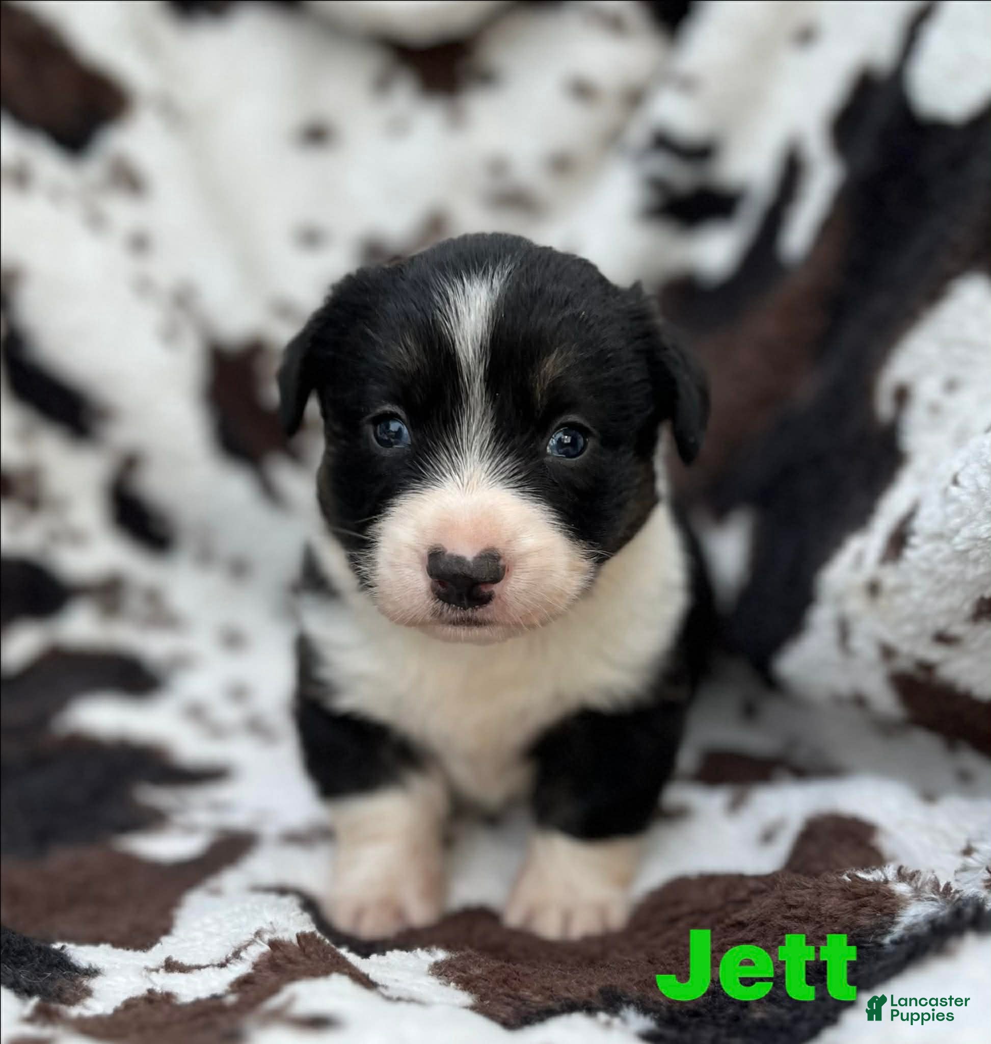 Welsh Corgi Cardigan dogs Jett - Ad 5