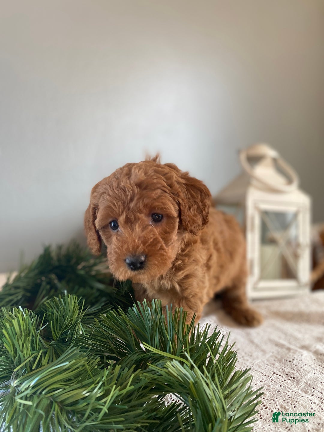 Mixed Breed dogs for sale: Carol  - Ad 5