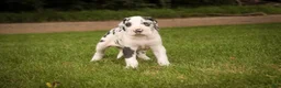Great Dane dogs for sale: Cherish Great Dane  - Ad 4