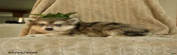 Pomsky dogs for sale: Zorro - Ad 3