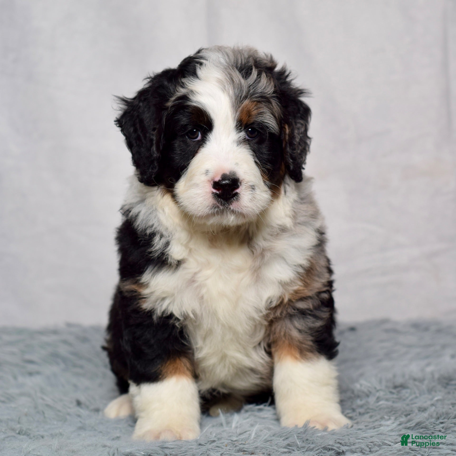 Bernedoodle dogs Waldo - Ad 1