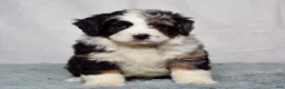 Bernedoodle dogs for sale: Waldo - Ad 1
