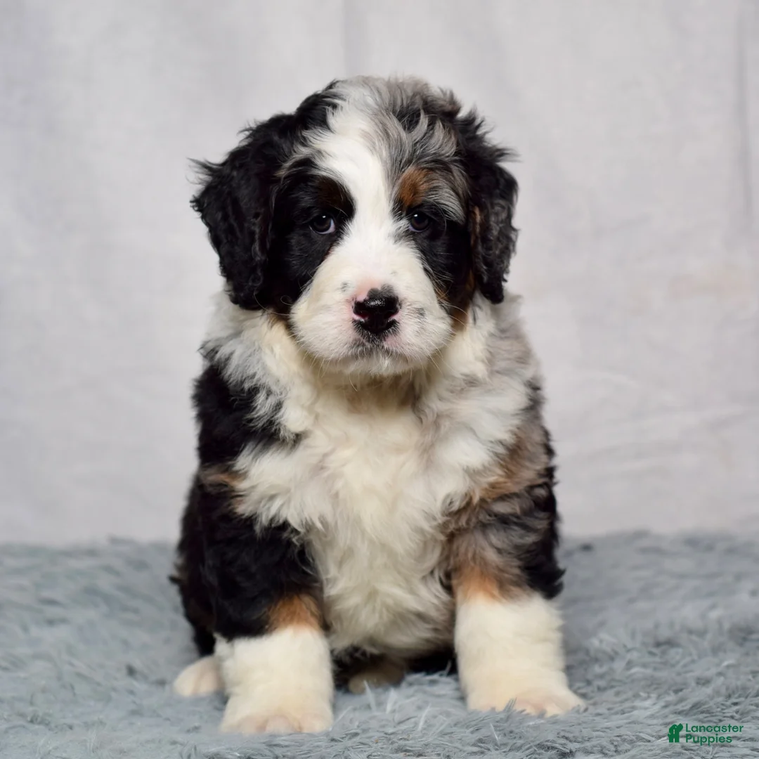 Bernedoodle dogs for sale: Waldo - Ad 1