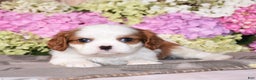 Cavalier King Charles Spaniel dogs for sale: Vegas - Ad 2