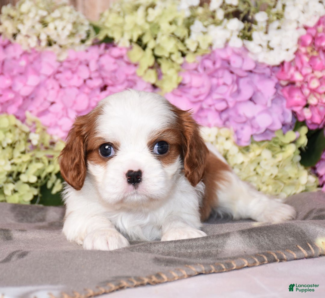 Cavalier King Charles Spaniel dogs for sale: Vegas - Ad 2